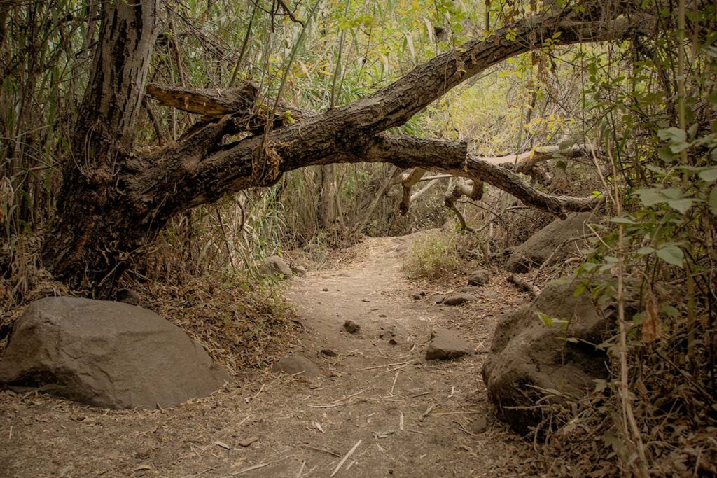 Los Cernícalos paseo