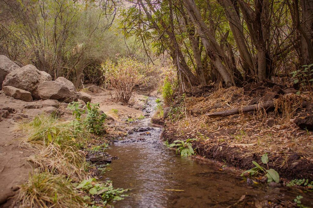 Los Cernícalos paseo