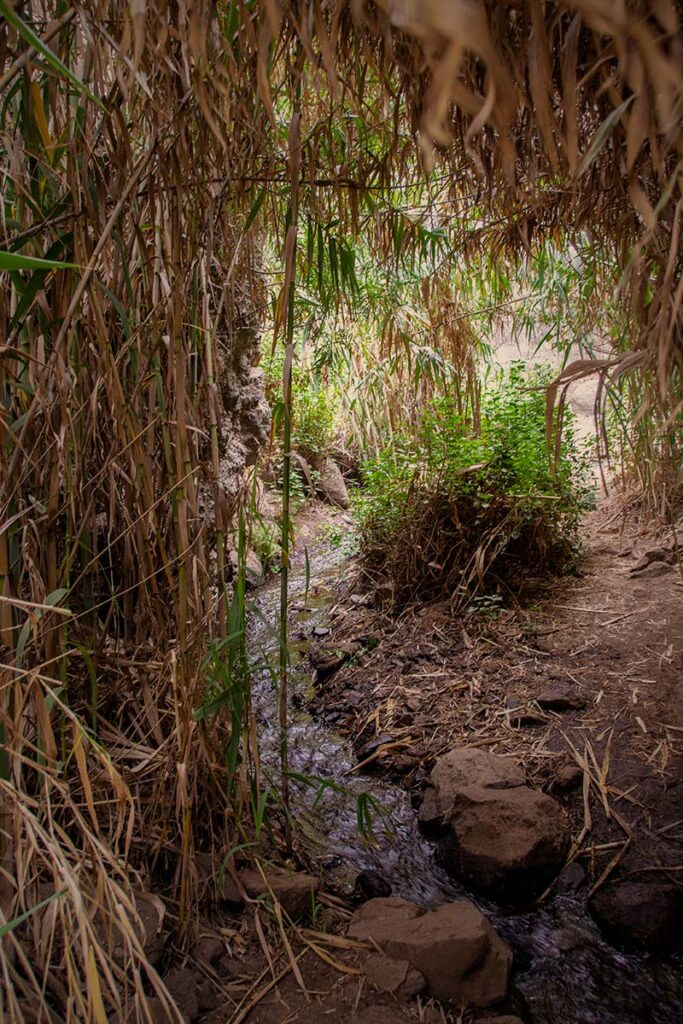 Los Cernícalos paseo